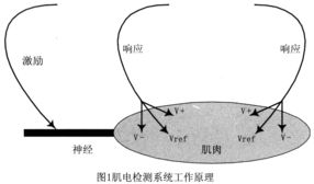 生物神經(jīng)電極放大器系統(tǒng)的設(shè)計與實現(xiàn)